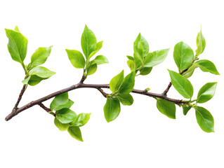 Obraz premium Vibrant green leaves on a branch, symbolizing growth and nature's beauty.