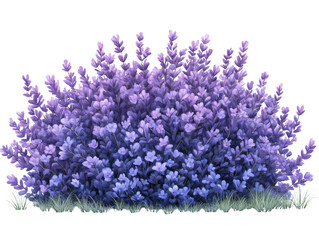 Fototapeta premium Vibrant lavender bush with lush purple flowers and green grass backdrop.