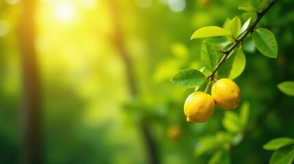 Sunlit Lemons on a Lush Green Branch, Vibrant and Ripe with a Soft Natural Backdrop