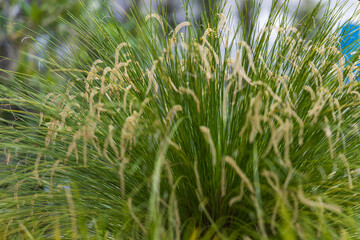 Rare Orchid flowers. Colorful Orchid flowers