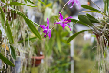 Rare Orchid flowers. Colorful Orchid flowers