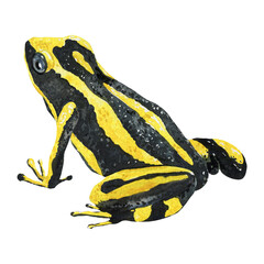 frog, exotic poison frog watercolor illustration isolated on white background tropical wildlife amphibian art