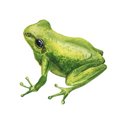 frog, exotic poison frog watercolor illustration isolated on white background tropical wildlife amphibian art