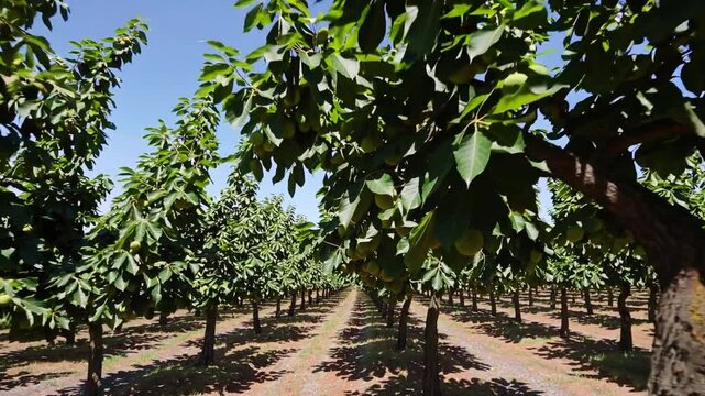 wide view of a fig tree plantation with rows of trees under a clear blue sky and sunlight