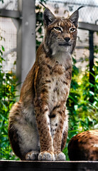 Young lynx on the board. Latin name - Lynx lynx
