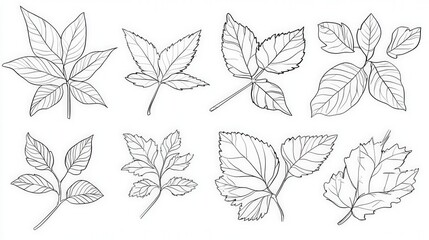 Botanical Bounty: A collection of diverse leaf illustrations showcase intricate detail and form, inviting a deeper appreciation of nature's design.