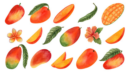 Watercolor mango whole fruit and slice Illustration with leaves and tropical flowers. Hand drawn food collection