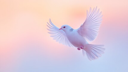 Obraz premium A beautiful white dove gracefully flying with outstretched wings in air