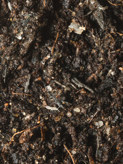 Healthy soil with tiny springtails