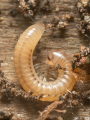 A lone barrel millipede in wood debris 