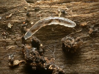 The transparent larva of a barrel millipede