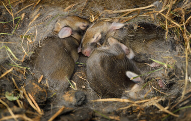 Week old Cottontail Rabbits with eyes shut in a shallow den of straw and fur