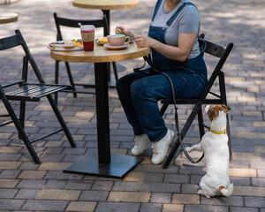 Jack Russell begging the owner in a street cafe. Woman having breakfast in dog friendly outdoor...