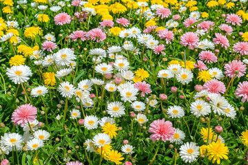 Obraz premium Meadow with lots of white and pink spring daisy flowers and yellow dandelions in sunny day