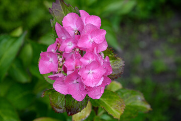 Hortensia rose