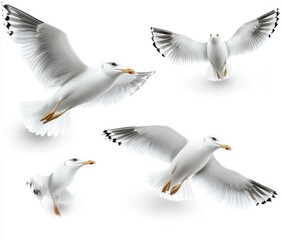 Obraz premium Four graceful seagulls in flight against a clean white background showcasing their expressive wings and dynamic movements in a serene natural setting