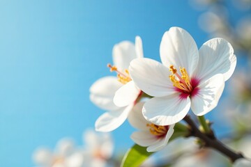 Fototapeta premium Beautiful white apricot flowers against blue sky, beautiful, tree