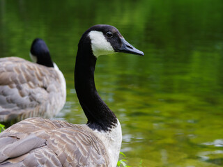 goose (bar headed)  on a blurred background