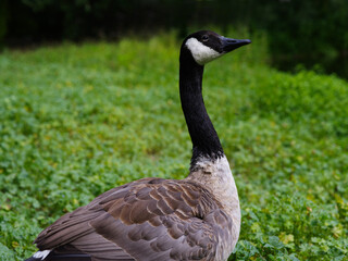 goose (bar headed)  on a blurred background