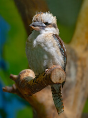 Laughing kookaburra on a blurred background