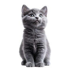 Obraz premium a black kitten isolated on transparent background 