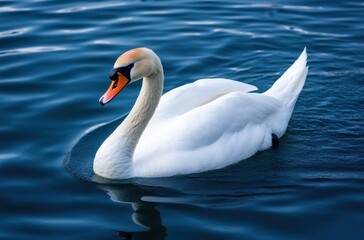 Obraz premium Graceful White Swan Swimming Elegantly in Calm Blue Water with Soft Waves and Reflections in a Serene Natural Environment