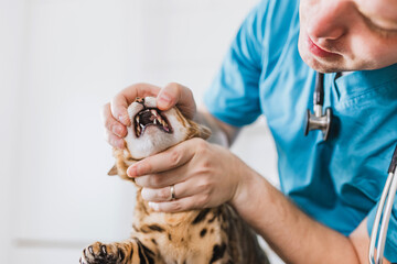 Dental exam in the veterinary clinic, performing by a veterinarian to determine the teeth health of...