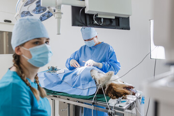 Two veterinary healthcare professionals, a vet doctor, and a technician during pet surgery in an...