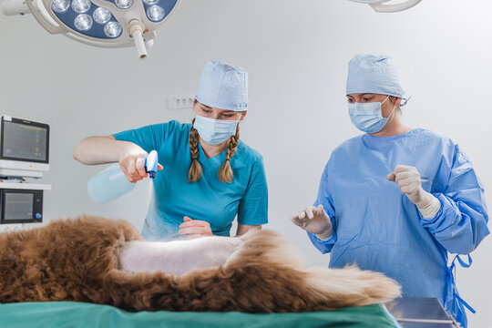 Two veterinary healthcare professionals, a vet doctor, and a technician during pet surgery in an operating room at a clinic. - Powered by Adobe