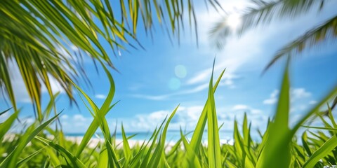 Fototapeta premium Close-up of grass with sharp details, palm trees and beach in the background. Grass on a beach in a tropical and relaxing atmosphere.
