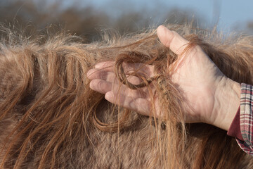 Tangled horse mane that was twisted into a braid  or fairy knot all by itself