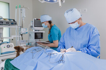 Tumor removal operation in dog performed by a female veterinarian with the assistance of a...