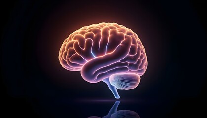 Fototapeta premium 3d rendered illustration of a brain