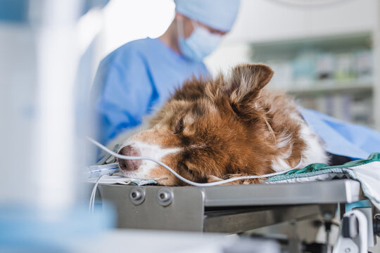 Female vet stitching the dog under anesthesia after operating procedure in an animal clinic. Veterinary surgery concept. - Powered by Adobe