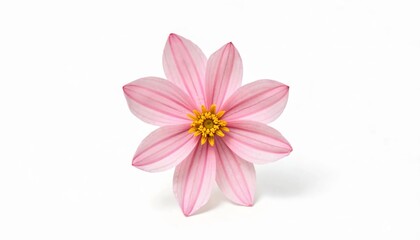 Fototapeta premium pink flower isolated on white