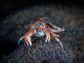 Hermit crab Bernhardus pagurus