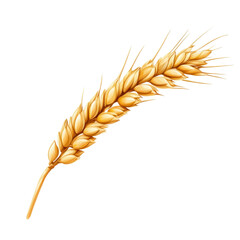 ears of wheat isolated on transparent png