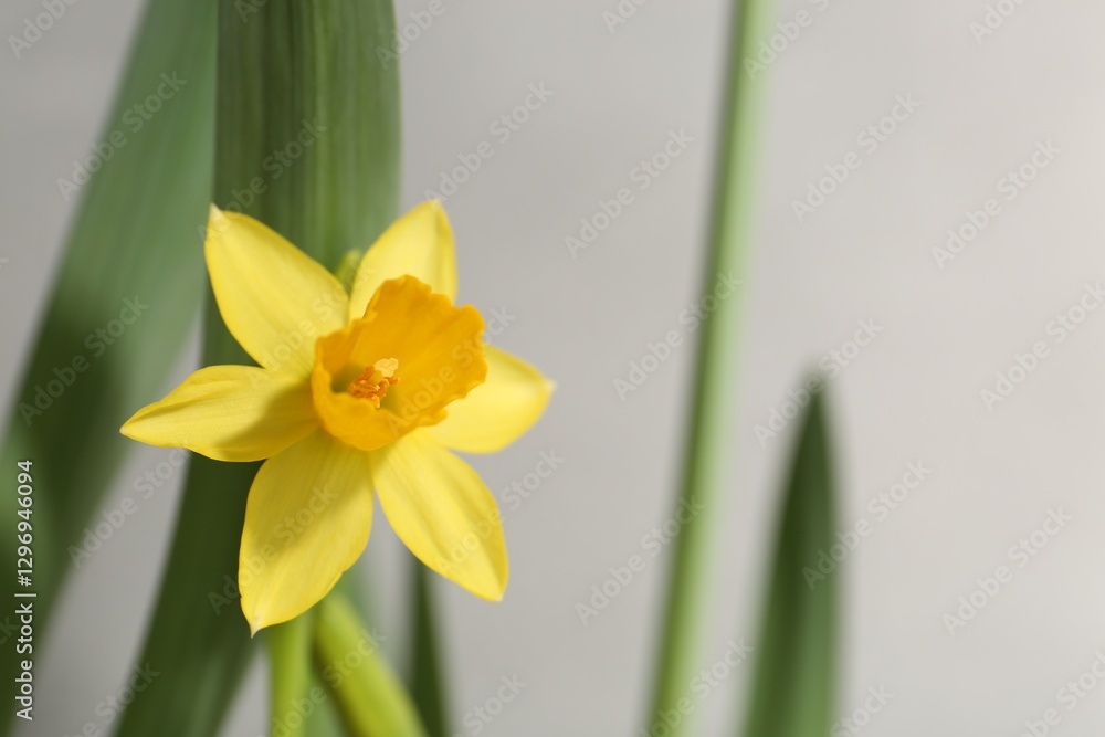 Wall mural Yellow narcissus flower on grey background, closeup. Space for text