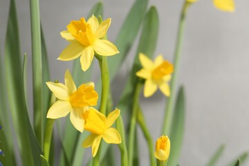 Yellow narcissus flowers on grey background, closeup. Space for text