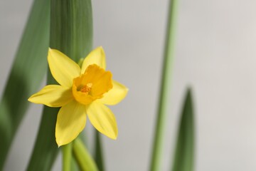 Obraz premium Yellow narcissus flower on grey background, closeup. Space for text