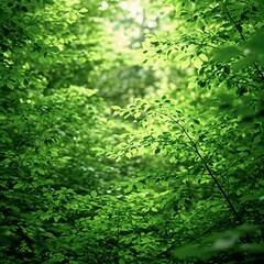 green forest background