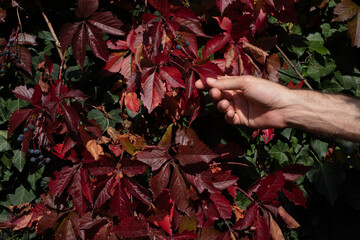 A man's hand reaches for leaves