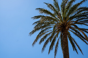 Blue sky and palm tree. 