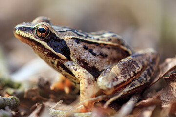 A brown frog/marsh frog/ with distinctive dark markings and prominent eyes sits on a bed of dry leaves. The natural environment highlights the frog's camouflage and blends in with its surroundings.