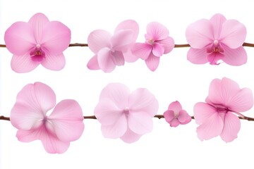 A single pink flower is on a white background