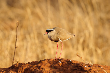 Crowned Plover or Lapwing (vanellus coronatus)