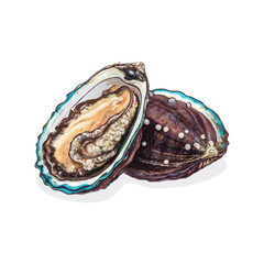 Naklejka premium Raw abalones white vector illustration