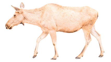 Moose, fully, Full body, every inch of the foot can be seen,photography, natural light, isolated, white background or transparent background.