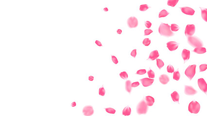 Realistic flying petals of pink rose, spring background vector illustration, greeting card