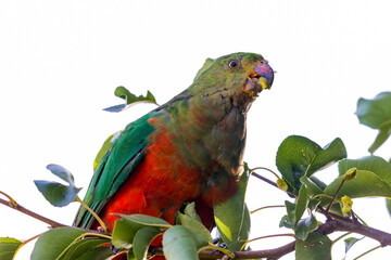 Photograph of an Australian King Parrot eating berries in a green leafy tree in the Blue Mountains in New South Wales, Australia.